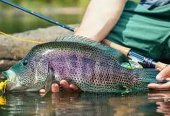 Arenal Lake Fishing