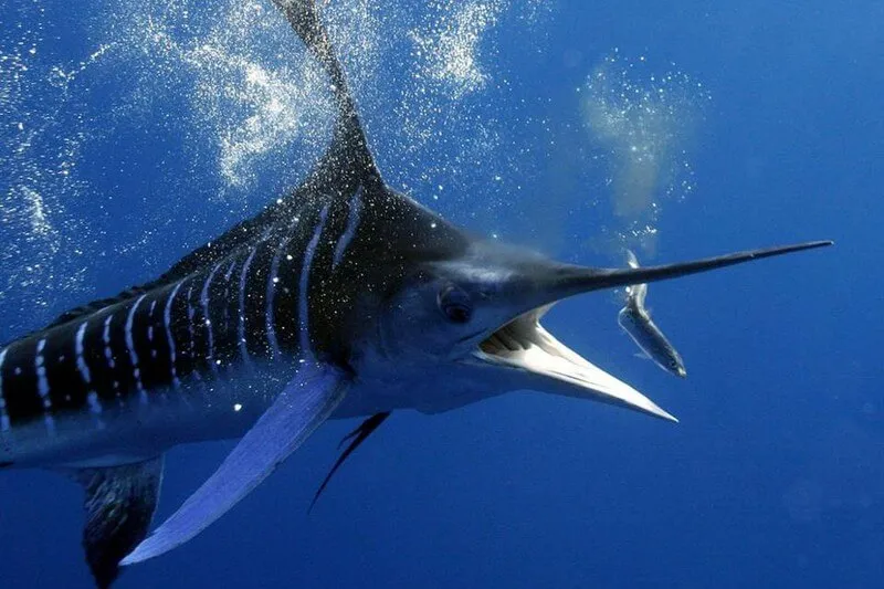 Marlin Fishing Costa Rica