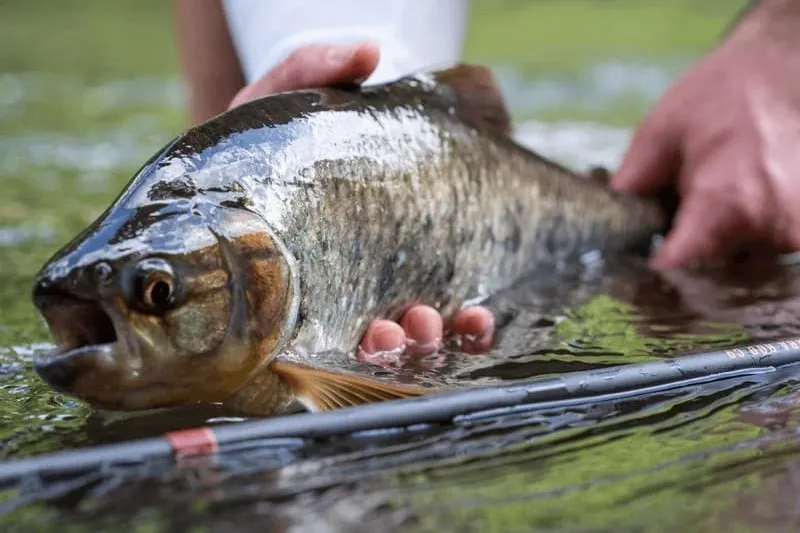 Machaca Fishing Costa Rica