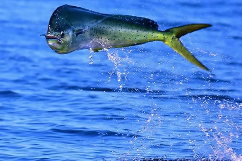 Mahi Mahi Fishing Costa Rica