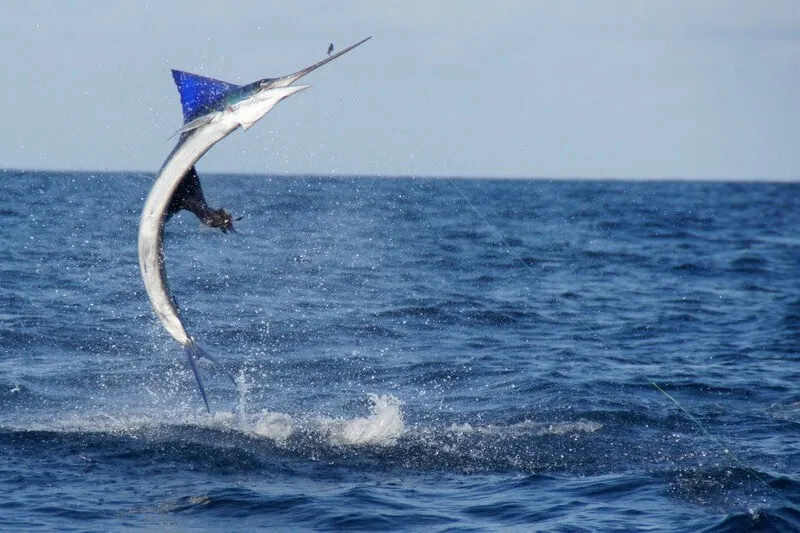 Marlin Fishing Costa Rica