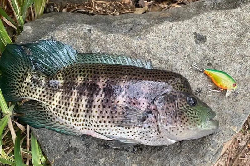 Rainbow Bass Fishing Costa Rica