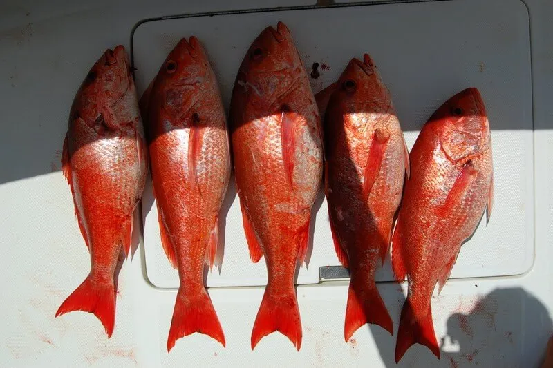 Snapper Fishing Costa Rica