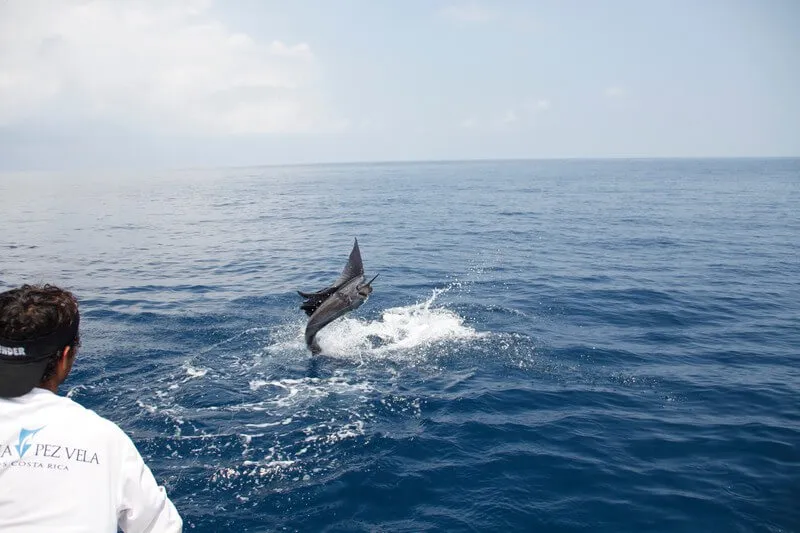 Flamingo Sailfish Fishing