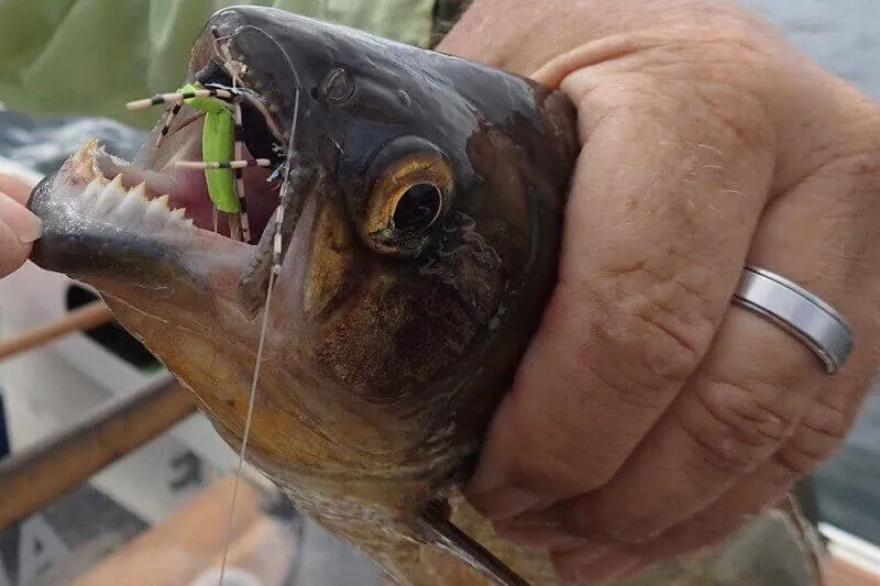 Arenal Lake Fishing