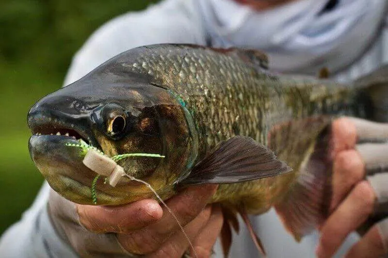 Arenal Lake Fishing