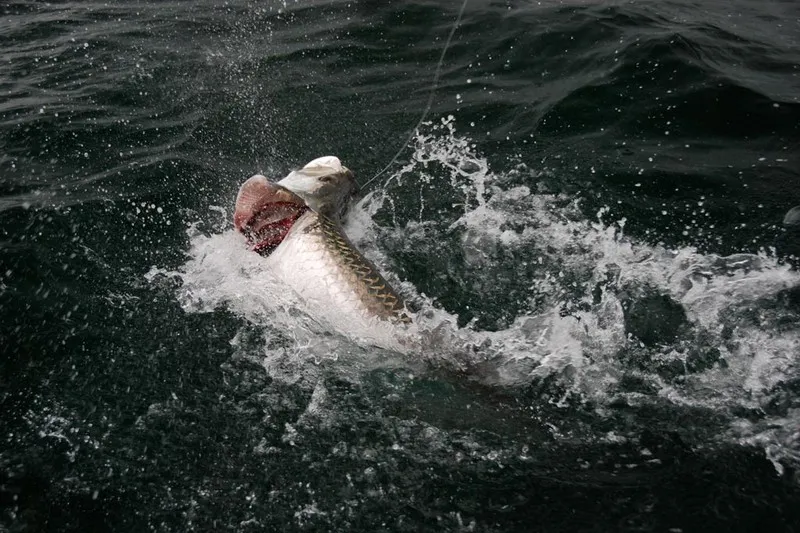 Silverking Lodge Fishing Costa Rica