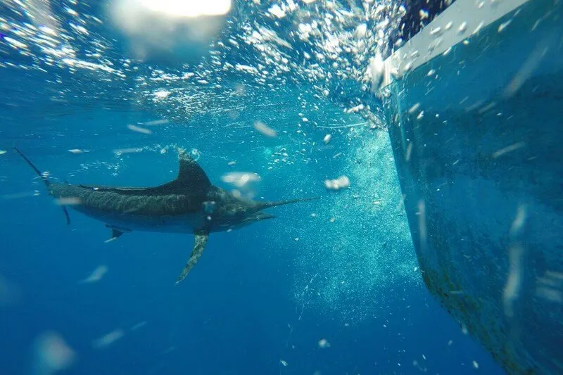 Coco Beach Marlin Fishing