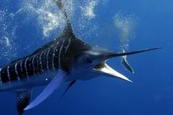 Go Fish Marlin Fishing