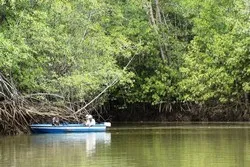 Mangrove Fishing Jaco