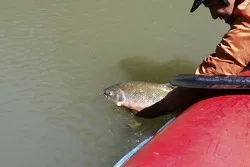 Mangrove Fishing Quepos