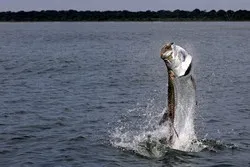 Tarpon Fishing Packages Costa Rica