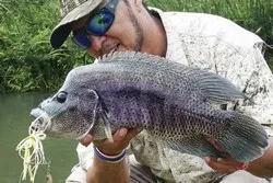 Mangrove Fishing Sierpe